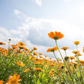 Twee-in-één calendula haar- en bodyshampoo