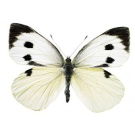 superbe sticker mural XL 'papillon'