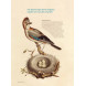 wondermooi prentenboek 'Het heel grote vogelboek'